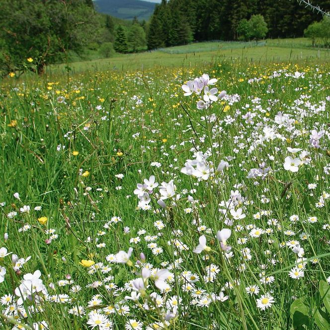 Blühende Blumenwiese in Willingen 