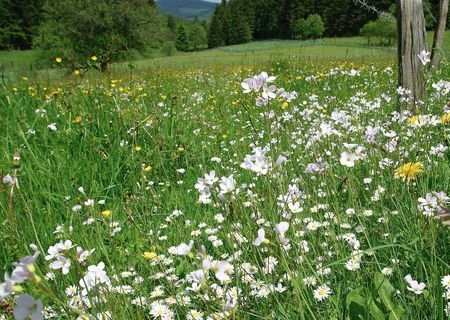 Blühende Blumenwiese in Willingen 